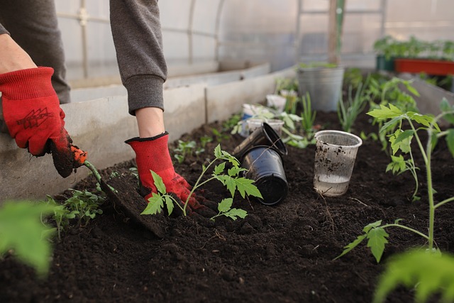 Growing tomatoes from seedin the garden