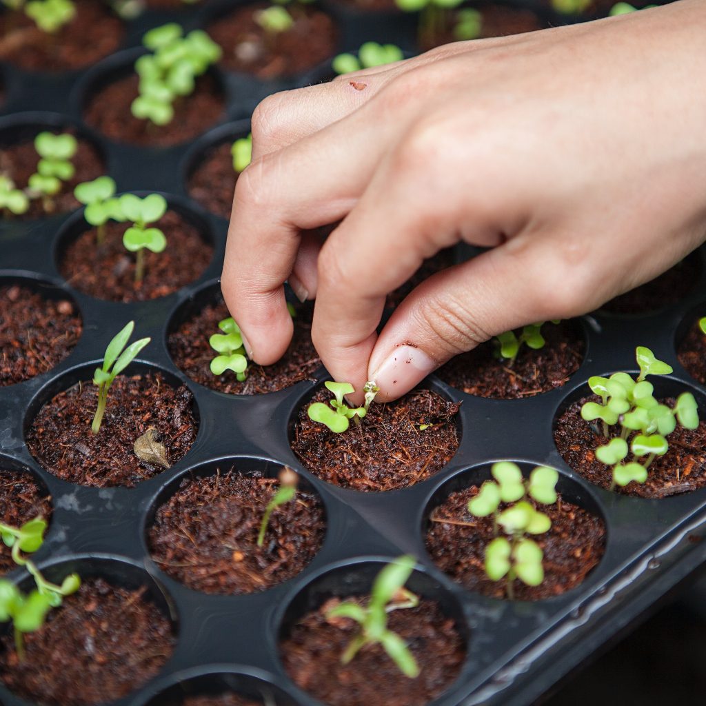 growing tomatoes from seed