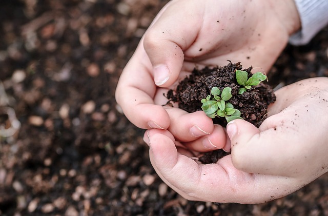 growing tomatoes from seed, seed treatment for better