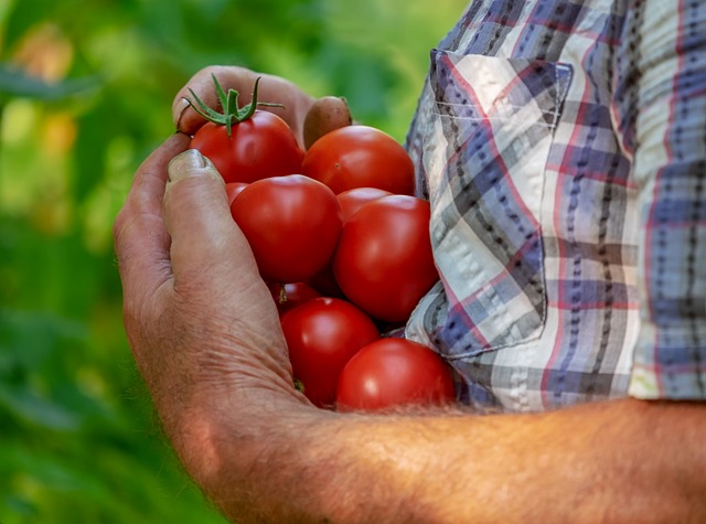 Growing tomatoes from seed